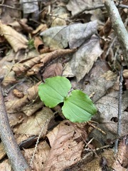 Neottia cordata