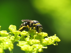 Hylaeus pictus