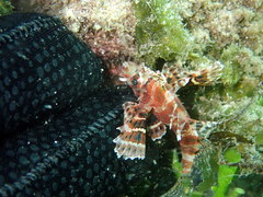 Dendrochirus brachypterus