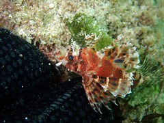 Dendrochirus brachypterus