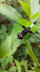 Erythrodiplax unimaculata