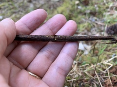 Trichopeziza