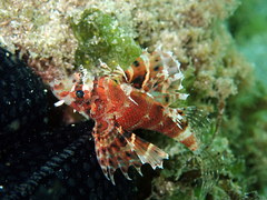 Dendrochirus brachypterus