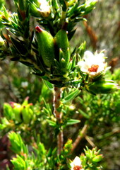 Diosma subulata