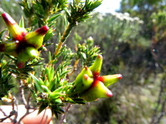 Diosma subulata