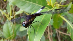 Erythrodiplax unimaculata