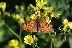 Melitaea interrupta
