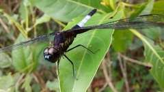 Erythrodiplax unimaculata