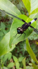Erythrodiplax unimaculata