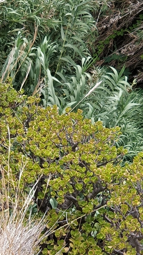 Crassula ovata image