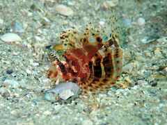 Dendrochirus brachypterus