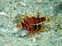 Dendrochirus brachypterus