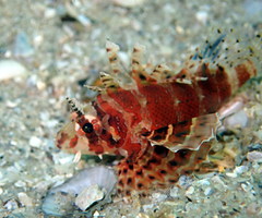 Dendrochirus brachypterus