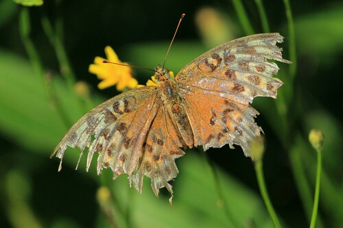 Silver-washed fritillary