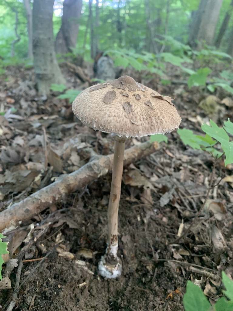 macrolepiota-macilenta-from-42nd-ave-jenison-mi-us-on-august-22
