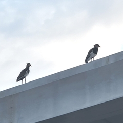 Vanellus chilensis cayennensis