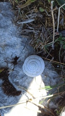 Sphincterochila candidissima
