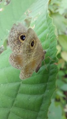 Perophthalma tullius