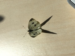 Pieris rapae