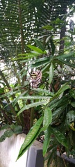 Argiope anasuja