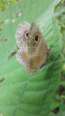 Perophthalma tullius