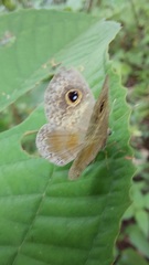 Perophthalma tullius