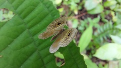 Perophthalma tullius