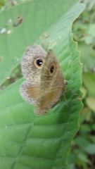 Perophthalma tullius