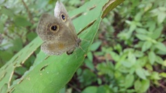 Perophthalma tullius