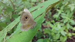 Perophthalma tullius