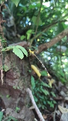 Coeliccia flavicauda