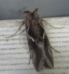 Chrysodeixis subsidens