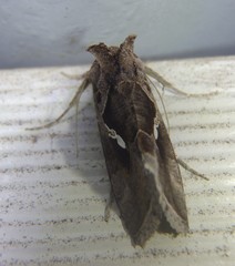 Chrysodeixis subsidens