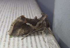 Chrysodeixis subsidens