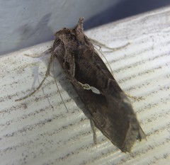 Chrysodeixis subsidens