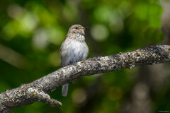 Muscicapa striata striata