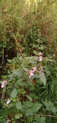 Impatiens glandulifera