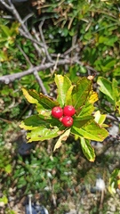 Chamaemespilus