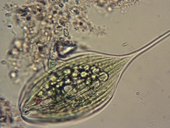 Phacus longicauda