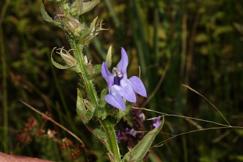 Lobelia siphilitica var. ludoviciana