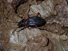 Carabus galicianus