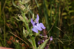 Lobelia siphilitica ludoviciana