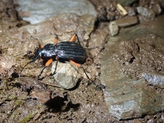 Carabus galicianus