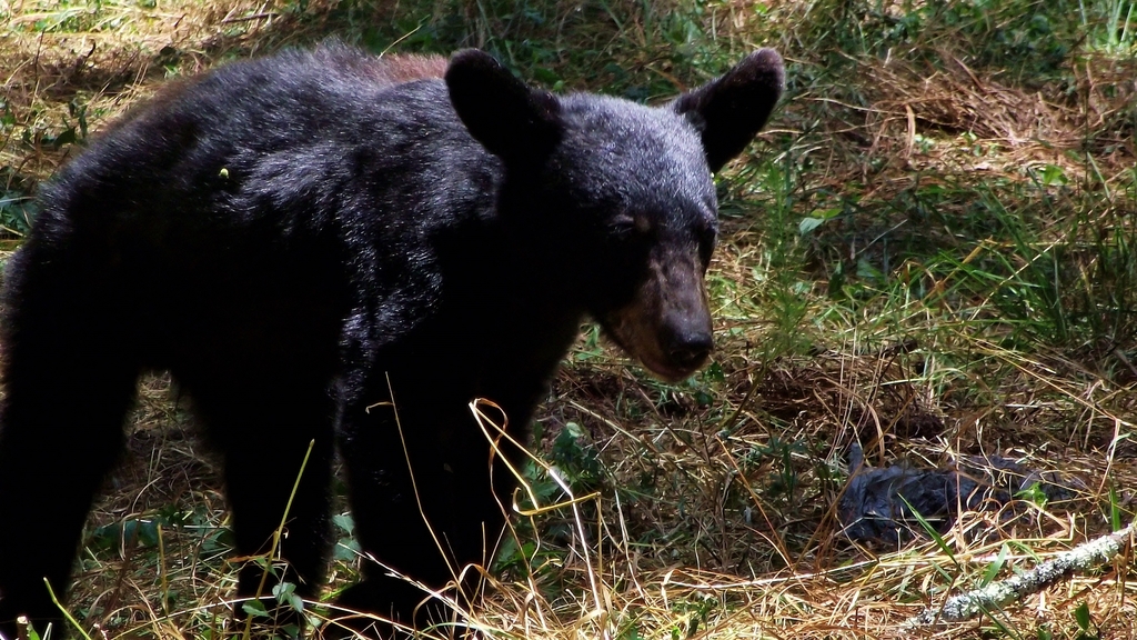 East Mexican Black Bear