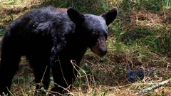 Ursus americanus eremicus