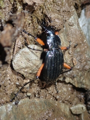 Carabus galicianus