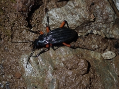Carabus galicianus