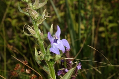 Lobelia siphilitica ludoviciana