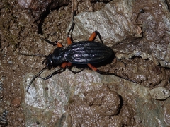 Carabus galicianus
