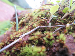 Bartramia nothostricta